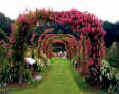 Picture of Elizabeth Park rose arches in full bloom