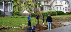 Planting a cherry tree on Kenyon Street