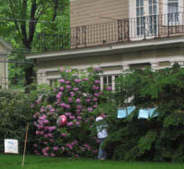 Hanging the advertising from the shrubery