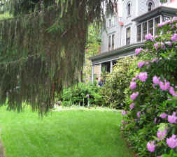 Lovely rhodo in bloom