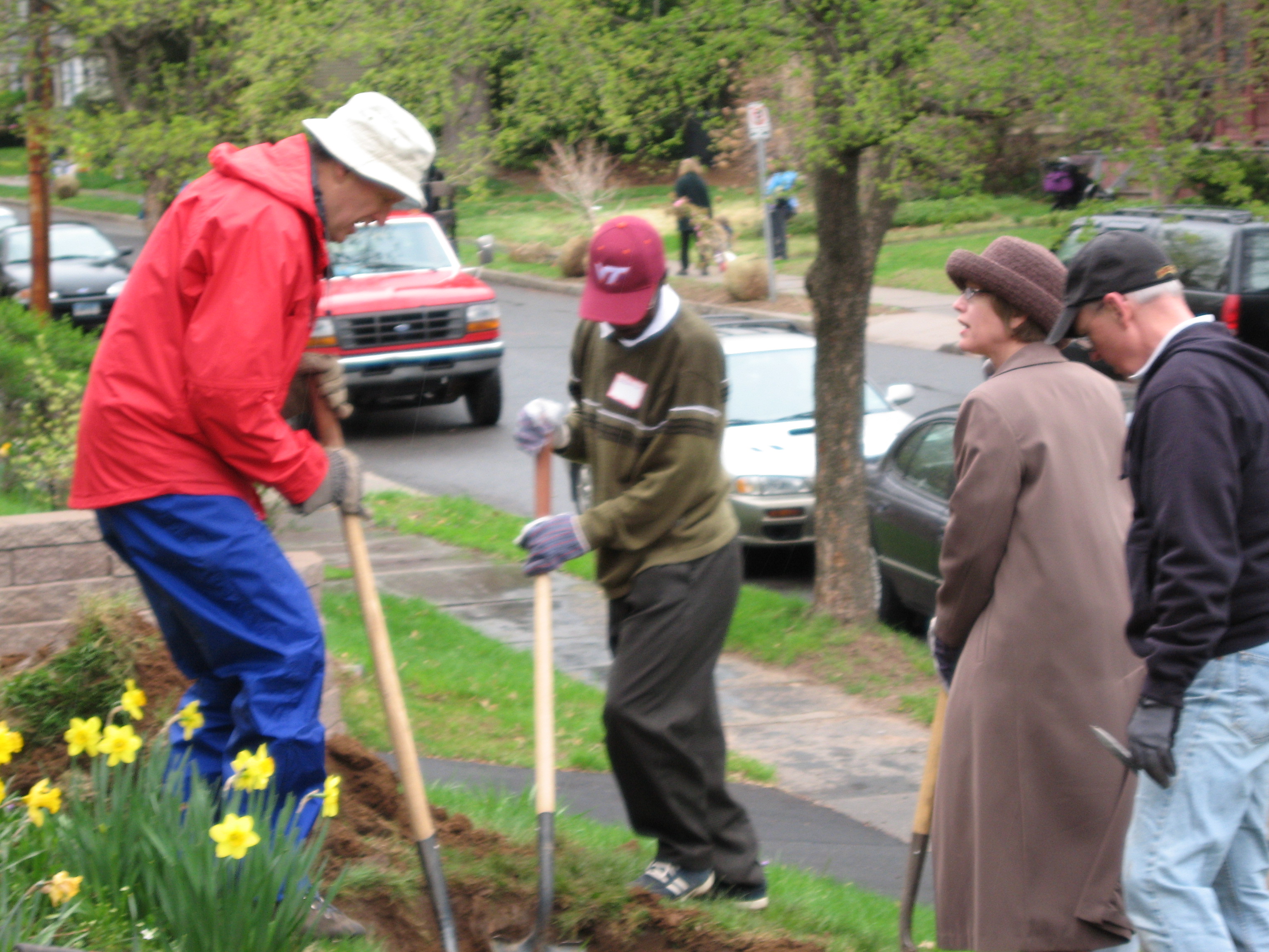 Neighbors dig high on the hill with daffodills in the foreground