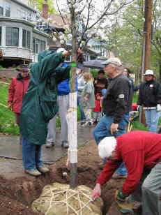 Clipping the twine to loosen the burlap around the root ball