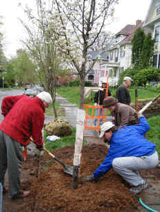 Mulching - but don't touch the trunk