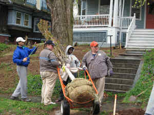 The tree caddy moves the street tree into position.