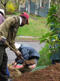 Filling the hole with dirt