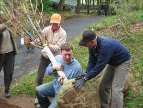 Positioning the root ball takes some discussion