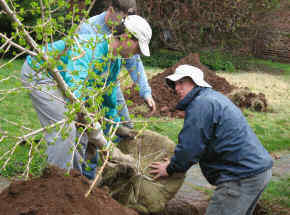 Lowering the root ball into the hole