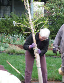 Pushing the tree upright