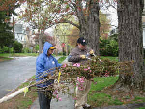 Clipping the twine from the tied branches