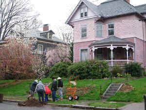 A lovely Queen Anne gets a new street tree