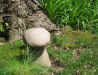 Photo of stone mushroom in grass near tree