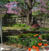 Picture of orange tulips with purple redbud tree in bloom