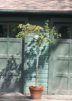 Picture of rose bush standard in a terra-cotta pot in front of teal garage